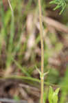 Eastern whiteflower beardtongue